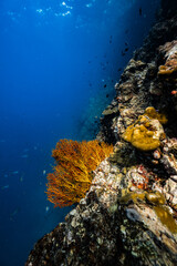 Golden yellow sea fan coral growing on an underwater cliff wall in ocean. © PIPE DIVE UNDERWATER