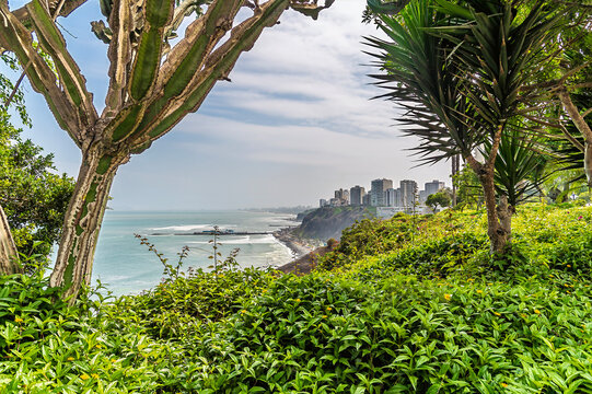 A view past vegetation north along the cliffs of Lima, Peru in the dry season