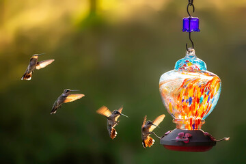 Naklejka premium Hummingbird on its way to a colorful feeder in a garden during the late afternoon
