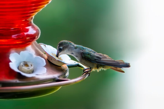 Hummingbird feeding at nectar feeder in garden during daylight hours