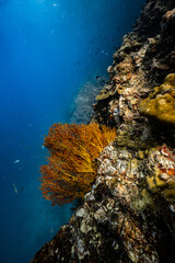 Golden yellow sea fan coral growing on an underwater cliff wall in ocean. © PIPE DIVE UNDERWATER