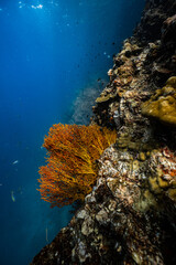 Golden yellow sea fan coral growing on an underwater cliff wall in ocean. © PIPE DIVE UNDERWATER