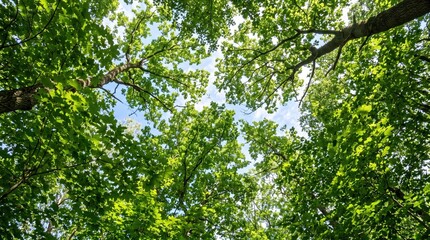 Fototapeta premium Green tree canopy viewed from below