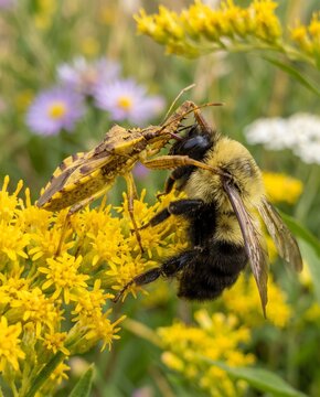 Ambush bug feeding on a captured bumblebee in nature