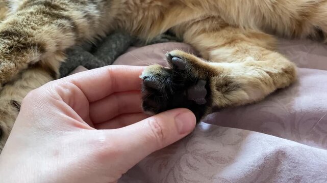 A striped cat's paw in a woman's hand. Gently stroking the pads of its paws. The bond between an animal and a human, care and love for a pet