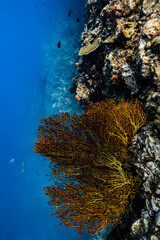 Golden yellow sea fan coral growing on an underwater cliff wall in ocean. © PIPE DIVE UNDERWATER