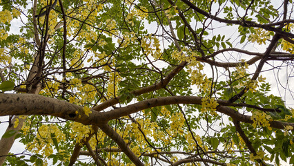 Fototapeta premium Yellow Flowering Tree Canopy Creating a Natural Spring Landscape