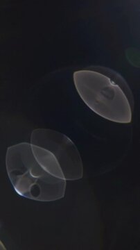 Abstract lens flare effect with soft glowing light circles on a dark black background.