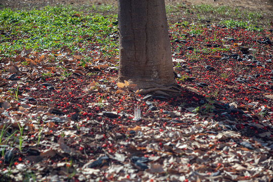  fruits and faded leaves on the ground