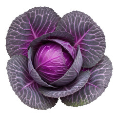 Obraz premium Purple red cabbage close-up isolated on white background