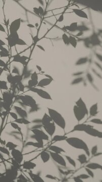 Delicate organic shadows of backlit leafy branches cast against a neutral textured wall, creating a subtle, abstract, and naturalistic visual pattern with soft light and atmospheric depth.