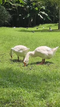 Duke goose white geese orange beaks green grass