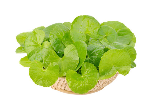 Fresh gotu kola herbal leaves arranged naturally in a traditional woven bamboo basket, highlighting Thai herbal medicine, natural wellness on transparent.