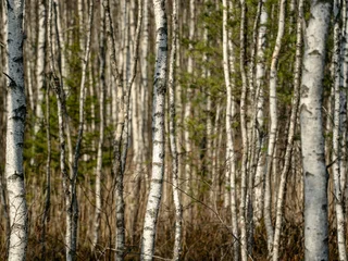 Fotobehang Berkenbos tree bark texture, birch grove  © dambis_r