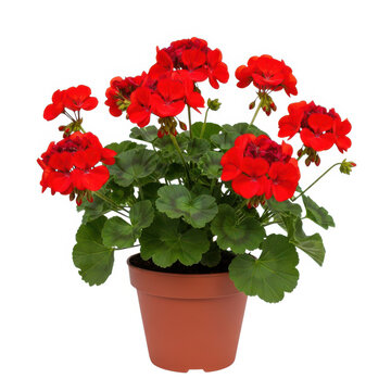 Red geranium flower in terracotta pot isolated on white background
