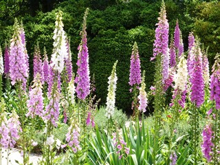 Pink, white, and purples foxglove flowers blooming in a summer garden © Tortzy