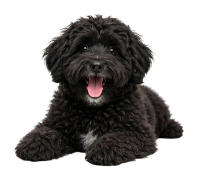 PNG Happy black fluffy dog on transparent background