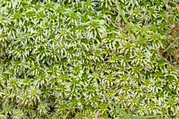 Fototapeta premium Close-up of Sphagnum moss, a green plant and natural water filter