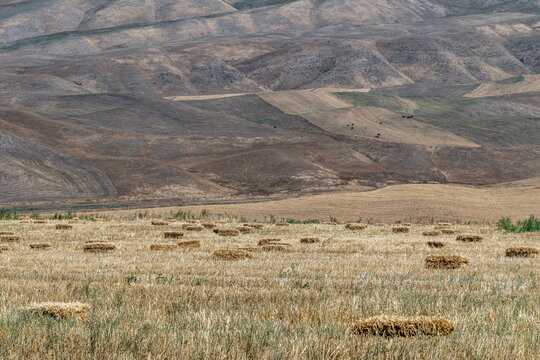 Textured hills and harvested Fields with Hay Bales and Grazing Cattle.
