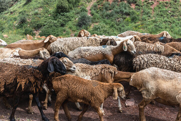 Large Flock of Sheep Moving Through Mountain Pasture in Kyrgyzstan © Natalia