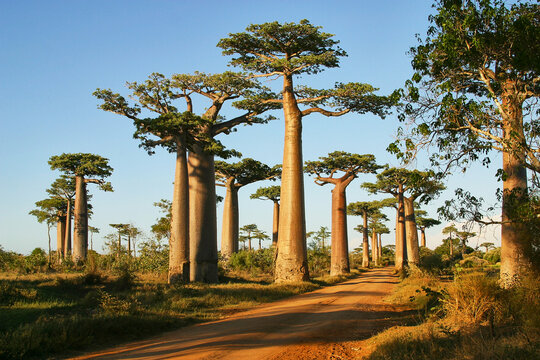 All&eacute;e des Baobabs, famous spot in western Madagascar  128