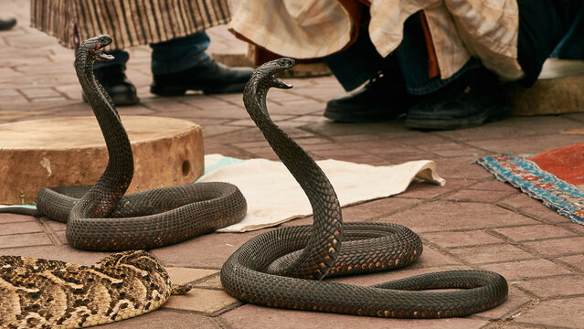 two erected cobras on the Marakesh market, 773
