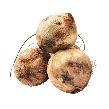 onion isolated on white background