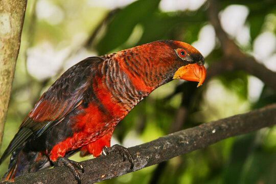 dusky lori, Chalcopsitta fuscata, siting on a branch 296
