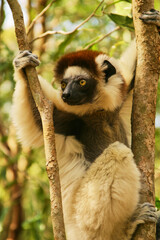 lemur sifaka, Propithecus verreaux, clings to tree trunk 636 © meyblume