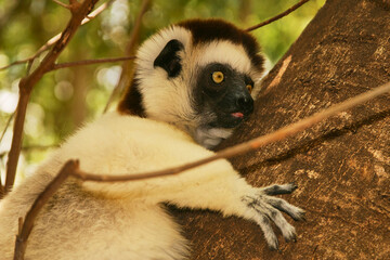 lemur sifaka, Propethecus verreaux, portrait 669  © meyblume
