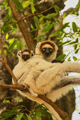 lemur sifaka, Propithecus verreaux, with baby on her back in tree 687  © meyblume