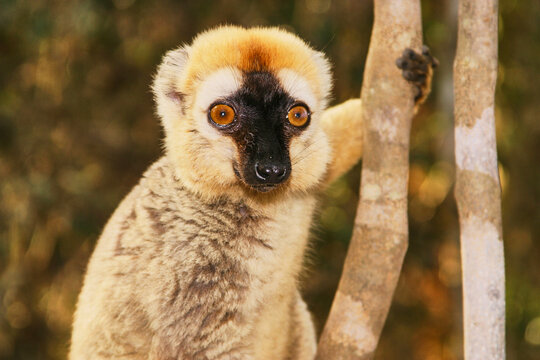 red-fronted brown lemur, Eulemur rufifrons, portrait 995 
