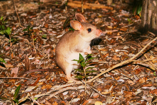 giant jumping rat, Hypogeomys antimena, endemic to Madagascar 343
