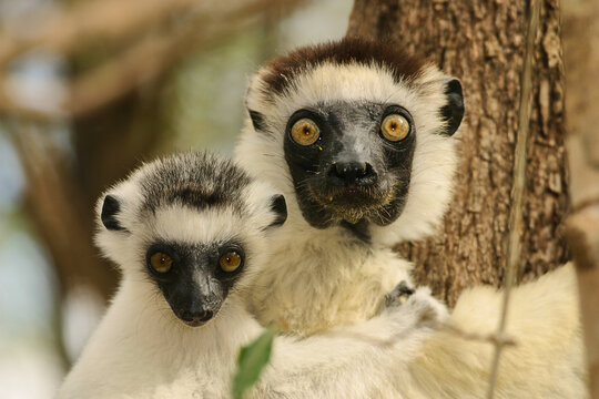coquerel sifaka, Propithecus coquereli, with baby clinging to a tree, portrait 513
