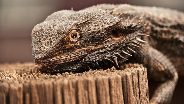 australian iguana taking a sunbath 353