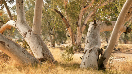 eucalyptus trees in dry river bed in australia 541 © meyblume