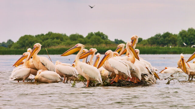 Dalmatian pelican, Pelecanus crispus, or curly-headed pelican in Danube delta 133