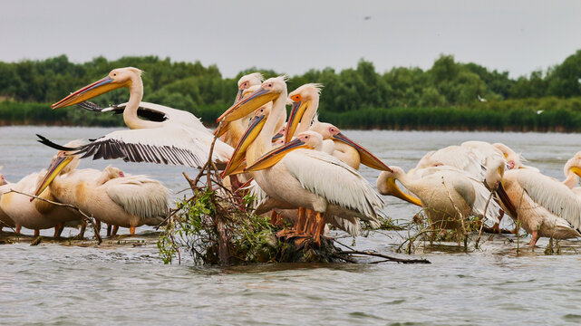 Dalmatian pelican, Pelecanus crispus, or curly-headed pelican in Danube delta 149,