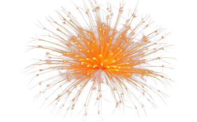 Obraz premium PNG Firework fireworks outdoors night.