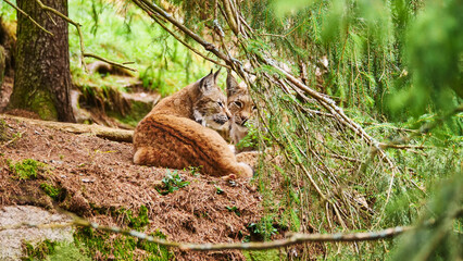 two lynx, Lynx lynx, resting close together 428  © meyblume