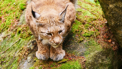 lynx, Lynx lynx, looking for prey 533 © meyblume