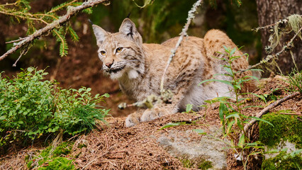 lynx, Lynx lynx, looking for prey, close 630 © meyblume