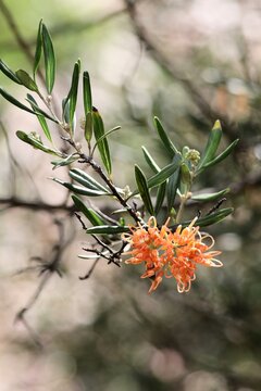 Isolated close-up of Grevillea 'Apricot Glow' inflorescence on stem.