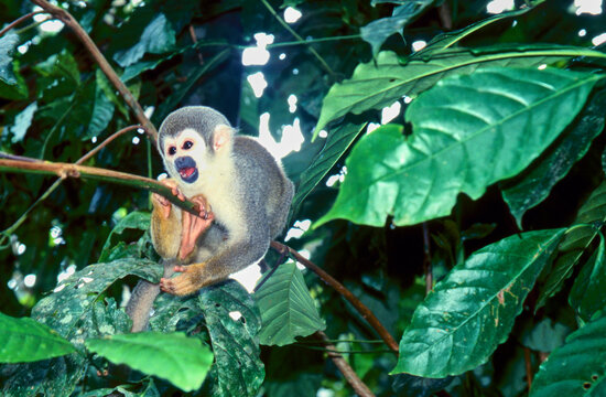 Ecuadorian squirrel monkey, Saimiri cassiquiarensis, in tree 415
