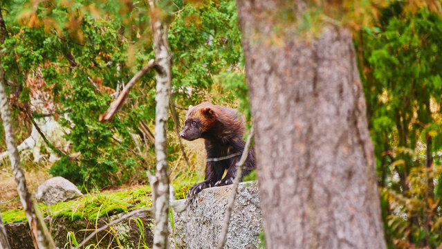 wolverine, Gulo gulo, in scandinavian forest 710