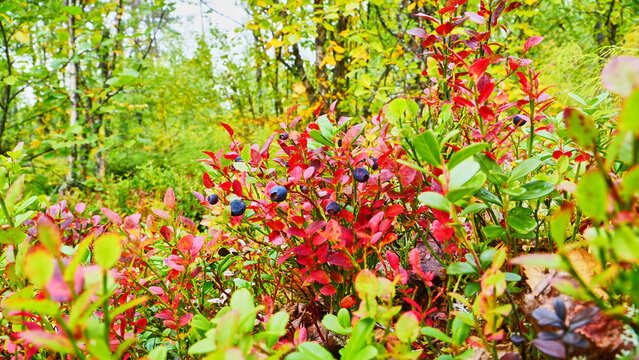 blueberries with autumnally bright red leaves 333