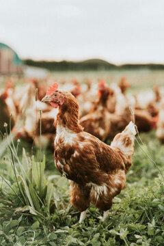 Free Range Brown Hen in Green Pasture on Poultry Farm
