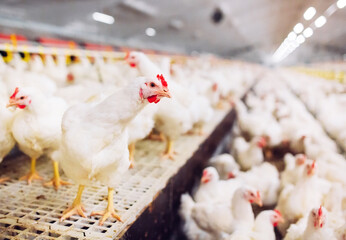 White Chickens Raised Inside Modern Commercial Poultry Farm © House of Images