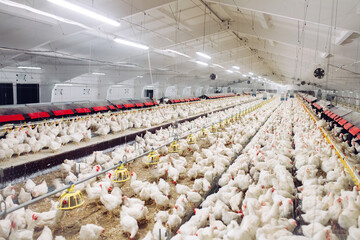 Large Commercial Poultry Farm with Broiler Chickens Inside Modern Chicken House © House of Images