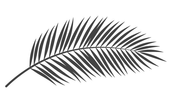 Minimalist palm leaf silhouette, black tropical frond icon, botanical plant element on white background, exotic foliage PNG for summer design